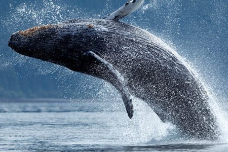 USA, Alaska, Tongass National Forest, Humpback Whale (Megaptera novaengliae) breaching along Chatham Strait near village of Angoon