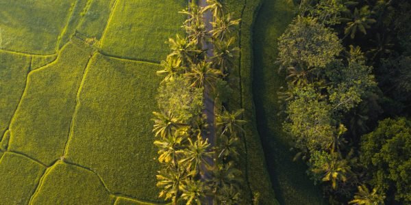 Aerial shot of a long road surrounded by trees and fields