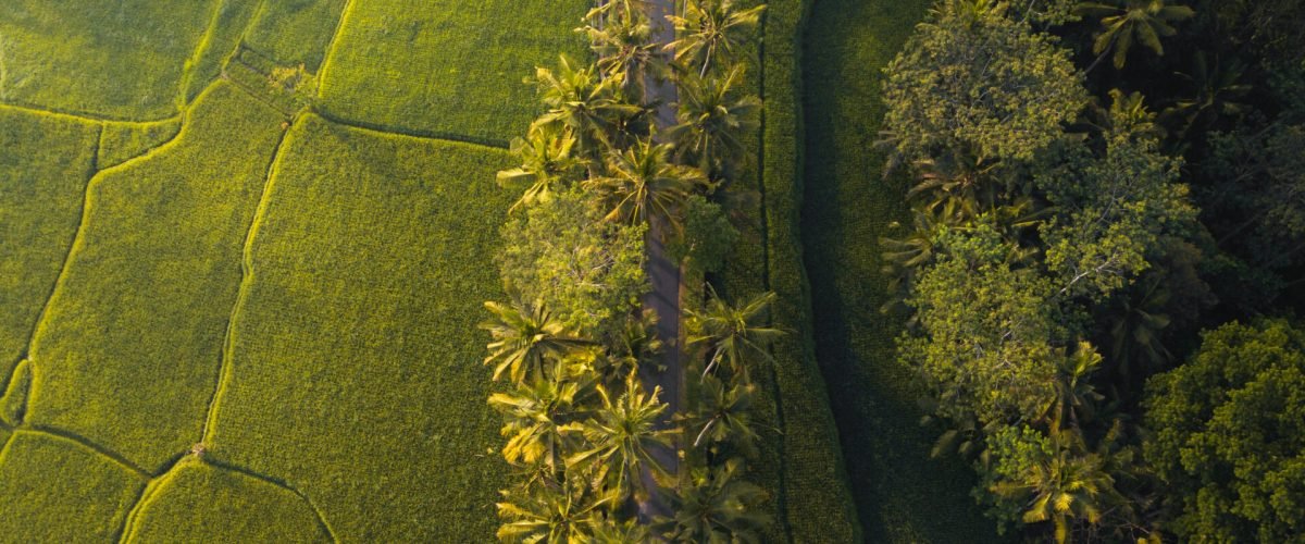 Aerial shot of a long road surrounded by trees and fields