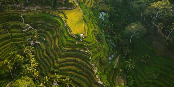 An aerial shot of the rice hills surrounded by greens and trees