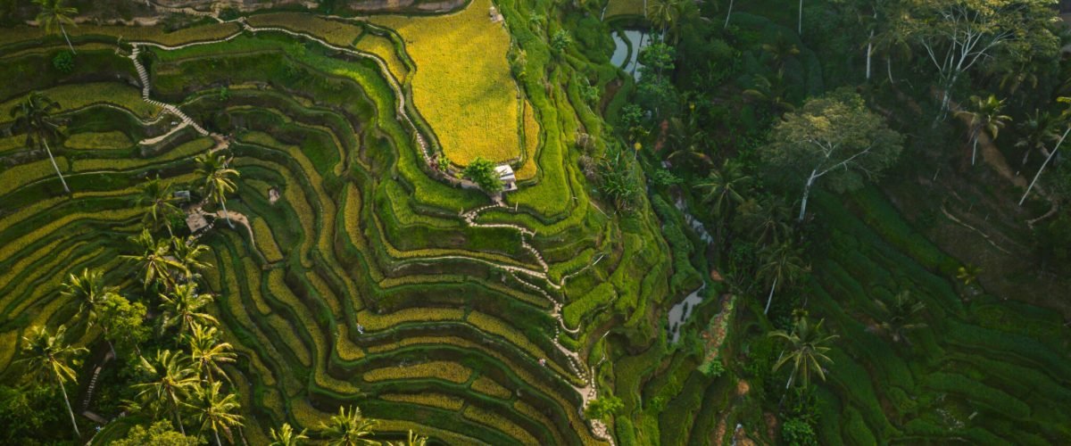 An aerial shot of the rice hills surrounded by greens and trees