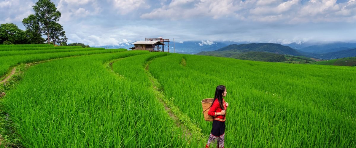 Asian woman wearing thai culture traditional at rice terrace of Ban pa bong piang in Chiang mai, Thailand.