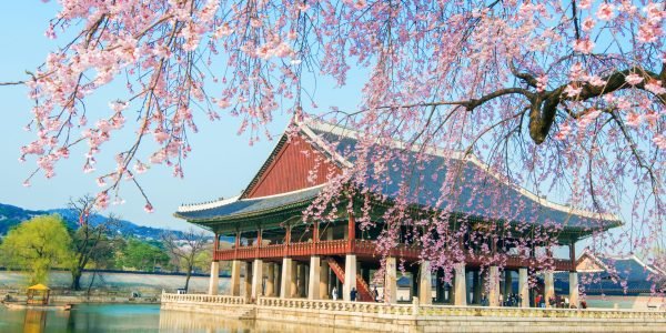 Gyeongbokgung Palace with cherry blossom in spring,Korea.